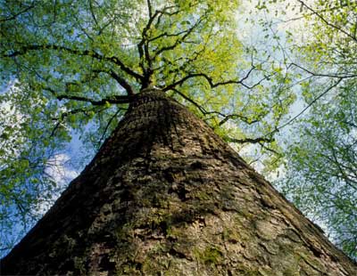 Tall Trimmed Pine Tree