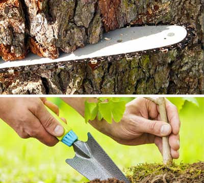 Tree Removal with Chainsaw and Planting New Tree