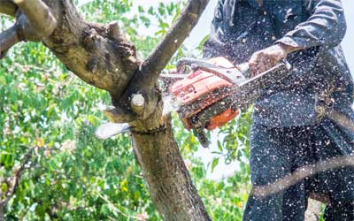 Tree Trimming and Pruning with Chainsaw